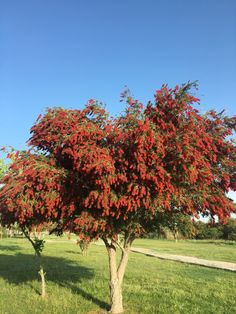 a tree with red flowers in the middle of a field