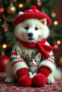 a small white dog wearing a red hat and sweater holding a kitten