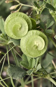 two green flowers with leaves on them