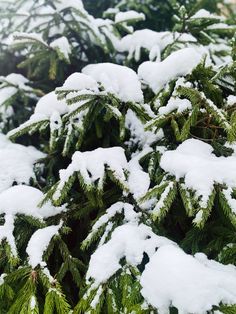 snow covered evergreen trees in the winter