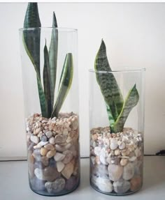 two glass vases with rocks and plants in them