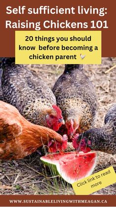 chickens eating watermelon on the ground with text that reads self sufficient living raising chickens 101