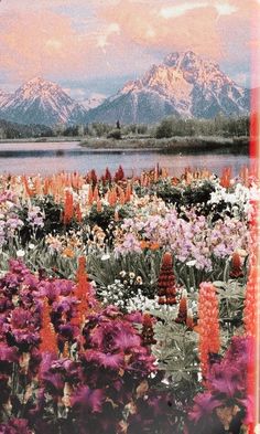 a field full of flowers with mountains in the background