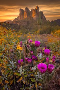 purple flowers in the foreground with mountains in the background at sunset, arizona desert