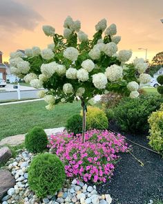 a garden with flowers and rocks in it