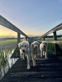 three dogs walking across a wooden bridge over a body of water in the sun set