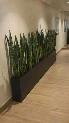 a planter filled with lots of green plants on top of a hard wood floor