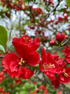 red flowers blooming on the branches of trees