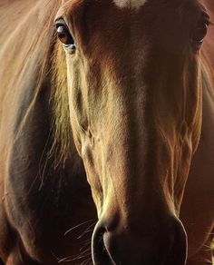 a brown horse standing next to a lush green field