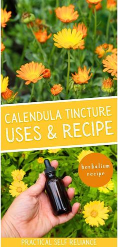 a hand holding an essential oil bottle in front of yellow flowers with the words calendula tincture uses & recipe