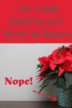 red poinsettias in a green vase with the words 3 tips to make poinsettis last through the holidays