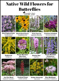 native wildflowers for butterflies and other plants are shown in this poster with the names