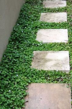 a stone path with green plants growing on it