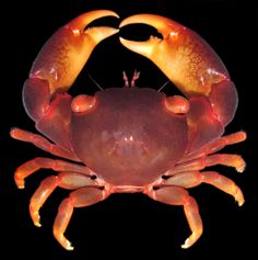 a close up of a crab on a black background