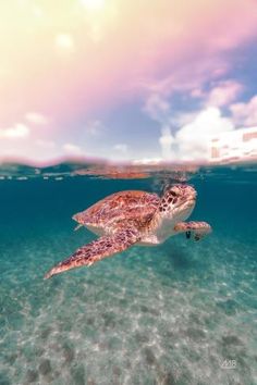 a sea turtle swimming in the ocean