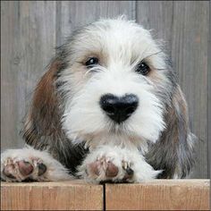 a close up of a dog on a wooden surface