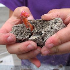 a person holding a piece of dirt in their hands