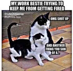 two black and white cats sitting on the ground with caption that reads, my work beste trying to keep me from getting fired