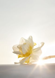 a white and yellow flower sitting on top of a wooden table next to the sun