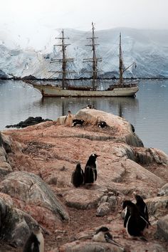 penguins are sitting on the rocks in front of an old sailing ship and snowy mountains