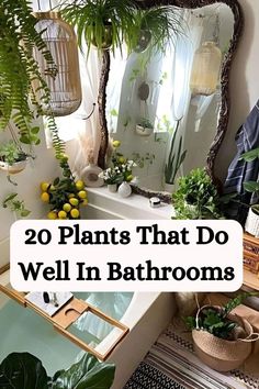 plants that do well in bathrooms with the words 20 plants that do well in bathrooms