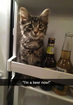 a cat sitting on top of a refrigerator next to beer bottles and condiments