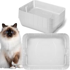 a white and brown cat sitting next to a plastic tray