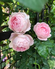 Scepter’d Isle Rose Scepter’d Isle Rose, Scepter'd Isle Rose, Rose Scepter'd Isle, Colette Rose, David Austin Roses Garden, Rose Pergola, Austin Garden, Light Pink Roses, Rose Garden Design