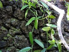 the plant is growing on the rock wall