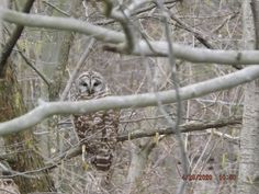 an owl is perched on a branch in the woods