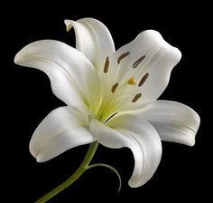 a single white lily on a black background