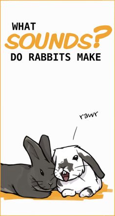 two rabbits are laying next to each other with the words, what sounds? do rabbits make