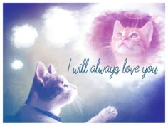 two cats looking at each other with the words i will always love you above them