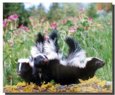 two black and white striped skunks rolling around in the grass with pink flowers behind them