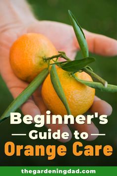 the beginner's guide to orange care by the gardeningad com cover image