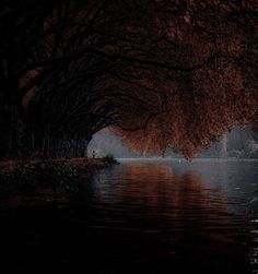 trees line the edge of a body of water with red leaves hanging from it's branches