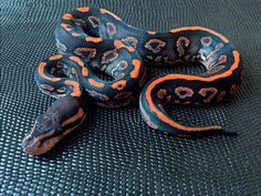 a blue and orange snake is laying on a black surface with its head turned to the side