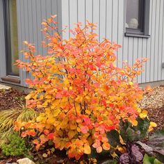 a bush with orange leaves in front of a gray building and some rocks on the ground