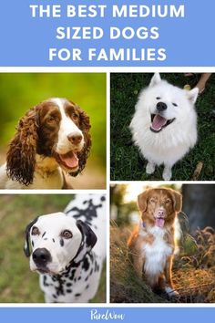 the best medium sized dogs for families is featured in this article with pictures of them