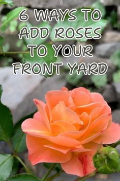 an orange rose with the words 6 ways to add roses to your front yard