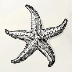 an ink drawing of a starfish in black and white