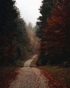 a dirt road surrounded by trees with leaves on the ground