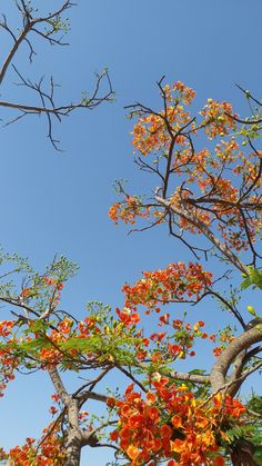 an orange flowered tree against a blue sky with lots of green and red flowers