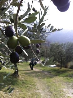 an olive tree filled with lots of green olives