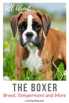 a brown and white dog standing on top of a lush green field with the words, all about the boxer breed, treatment and more