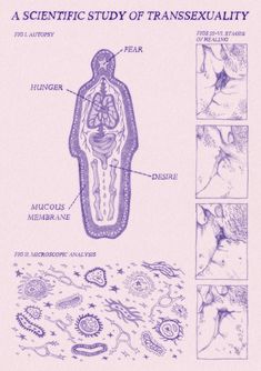 a diagram of the structure of an animal's body and its functions in it