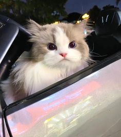 a cat sitting in the drivers seat of a car looking out the window at the camera