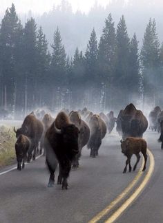 a herd of bison walking down the road in front of some trees and foggy sky