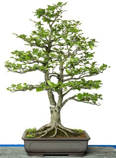 a bonsai tree in a pot with green leaves