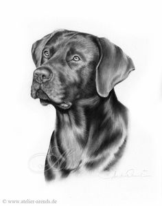 a black and white drawing of a dog